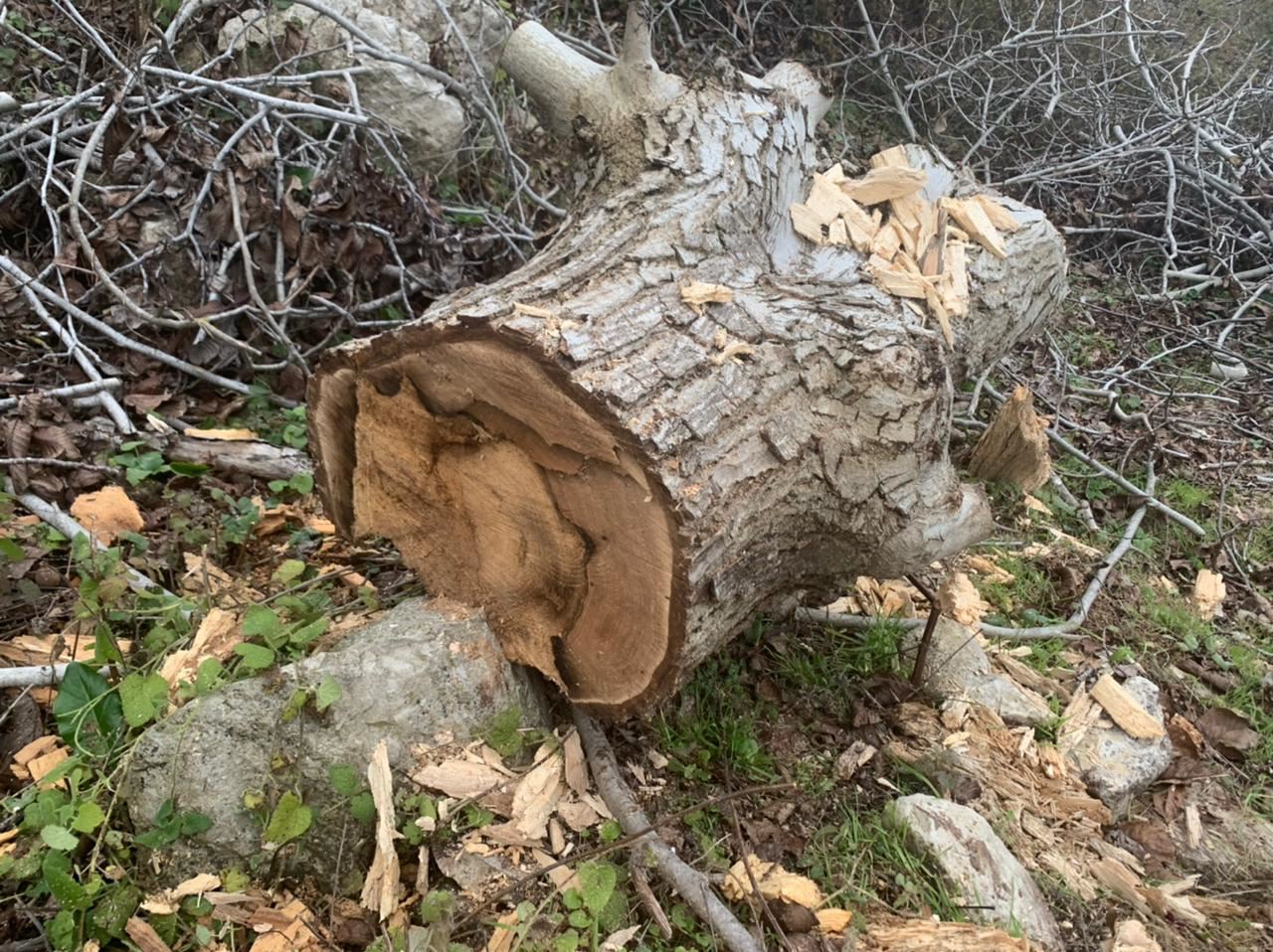 عمليات قطع الاشجار الحرجية في خراج بلدة القبيات مستمرة